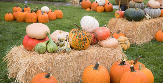 Picture of pumkins on haybells in grassy area.